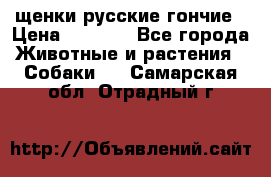 щенки русские гончие › Цена ­ 4 000 - Все города Животные и растения » Собаки   . Самарская обл.,Отрадный г.